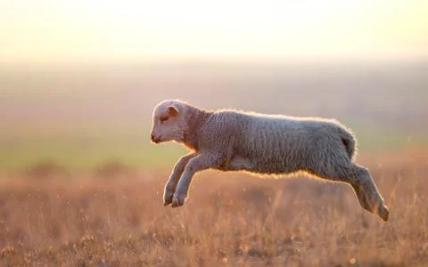 Cute lambs running on field in spring Stock Photos