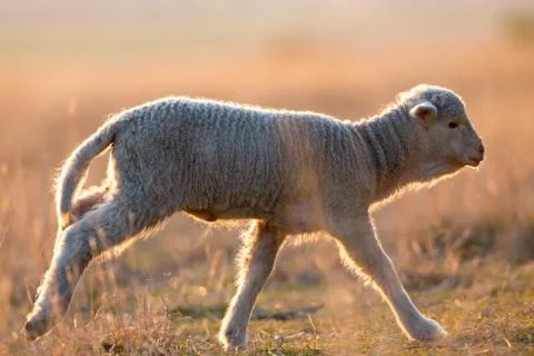 Cute lambs running on field in spring Stock Photos