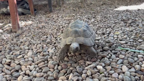 A cute land turtle Stock Footage 284715213