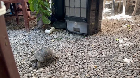 A cute land turtle Stock Footage 284715292