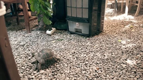 A cute land turtle Stock Footage 284715293