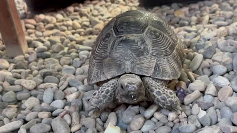 A cute land turtle Stock Footage 284715370