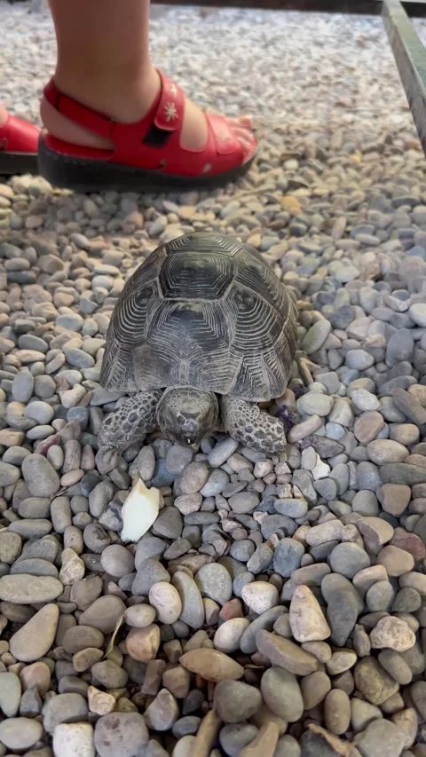 A cute land turtle Stock Footage 284715382