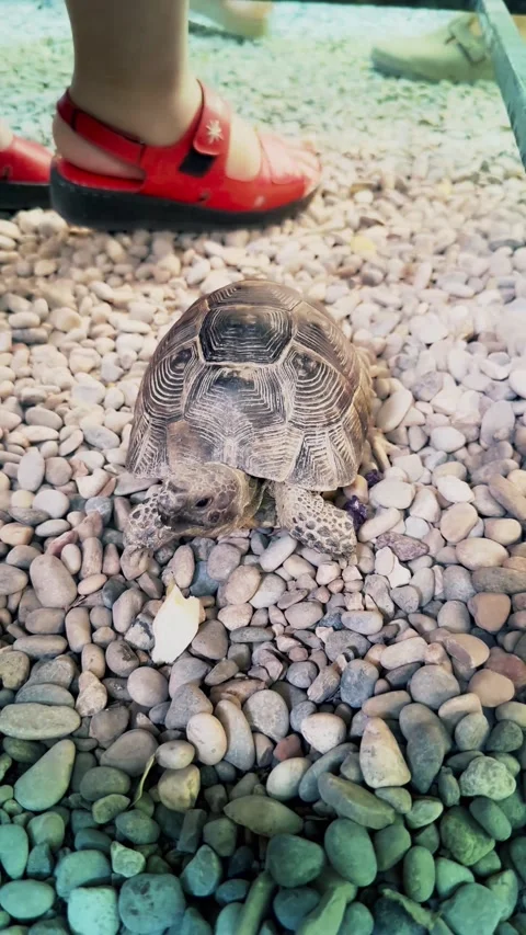 A cute land turtle Stock Footage 284715392