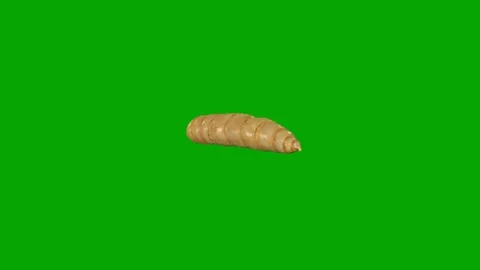 Cute Larva Caterpillar Green Screen Animation Stock Footage 339750476