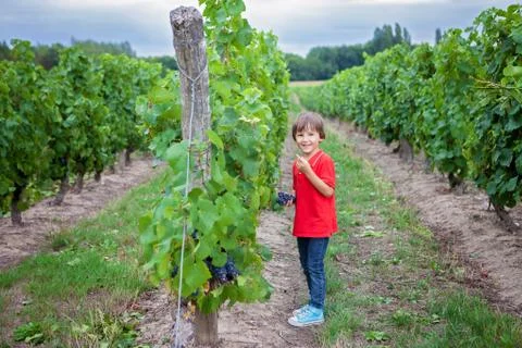 Cute laughing boy, running in a beautiful summer vine yard Stock Photos