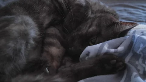 Cute lazy cat on couch and blanket UHD Video stock 274906675