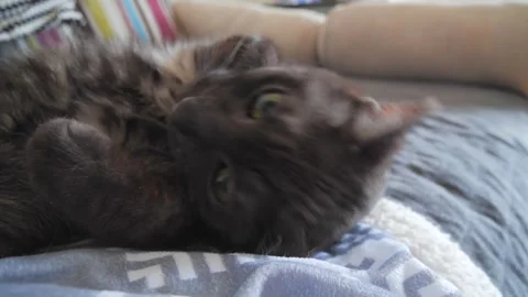 Cute lazy cat on couch and blanket UHD Video stock 274906757