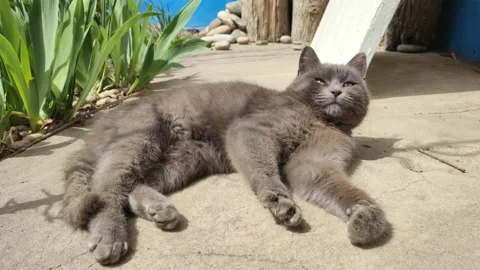 Cute lazy gray cat basking in the sun Stock Footage 182520458