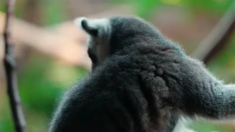 Cute lemur catta sitting on tree branches in a zoo Stock Footage 218119069
