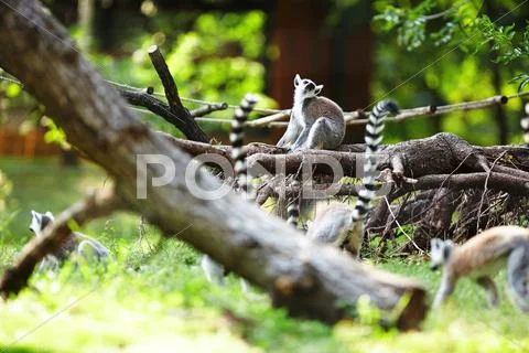 Cute lemur kata Stock Photos