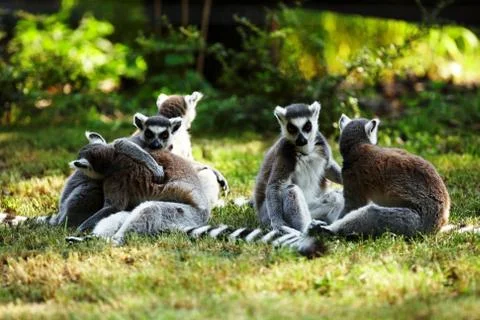 Cute lemur kata Stock Photos