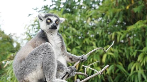 A cute lemur posing Stock Photos