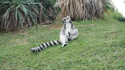 A cute lemur posing Stock Photos