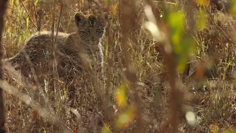 Cute Leopard Cub Peeking Through The Tall Dry Grass 스톡 동영상 336227778