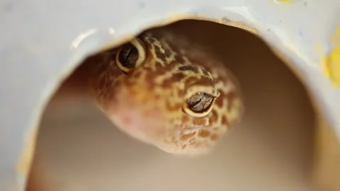 Cute leopard gecko looking Video stock 250565402