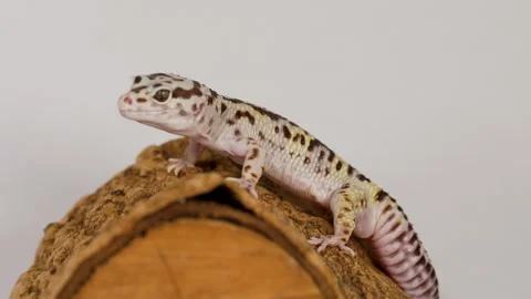 Cute leopard gecko reptile perched on wood log, small animal details and pa.. Stock Footage 332840840