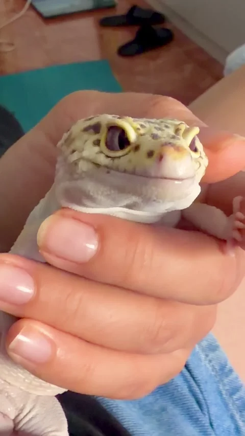 Cute leopard gecko sitting in human hand and looking at camera Stockbeeldmateriaal 340825595