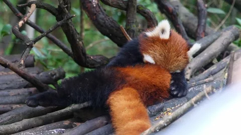 Cute lesser panda( Ailurus fulgens) cleaning its body on tree Stock Footage 283323766