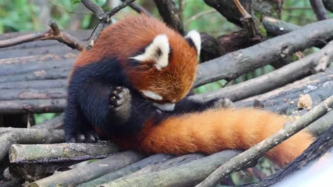 Cute lesser panda( Ailurus fulgens) cleaning its body on tree Stock Footage 283323912