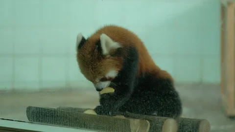 Cute Lesser panda holds up a piece of apple into his mouth Stock Footage 114825199