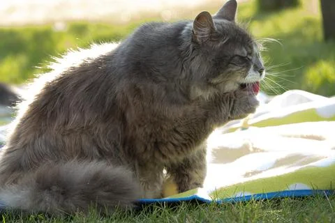 Cute licking cat. Stock Photos