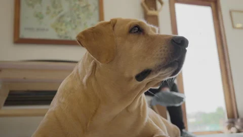 Cute light brown dog looking around while sitting on the floor inside a house Stock Footage 229221436