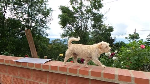 Cute light brown dog run on top of parapet wall wagging his tail. Slow 動画素材 146630581