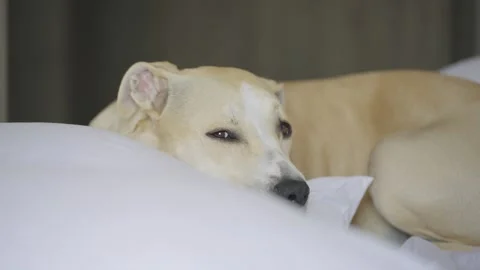 Cute light brown mixed breed dog resting comfortably on a white pillow Stockbeeldmateriaal 342043550