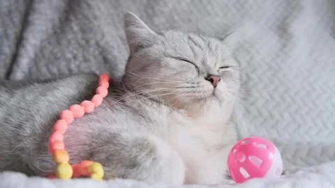 Cute light cat playing toy.Close up picture of a young yellow cat on a floor. Stock Footage 291736854