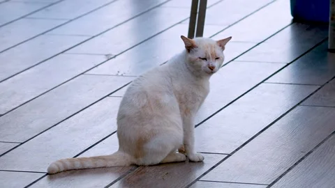 Cute light-colored cat sitting on a tiled floor looking around with a calm .. Stock Footage 332597411