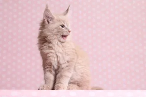 Cute light-colored kitten sitting on pink polka dot background 스톡 사진