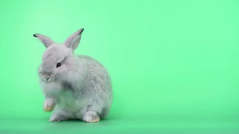 Cute light gray bunny rabbit on green screen with stand up action Stock Footage