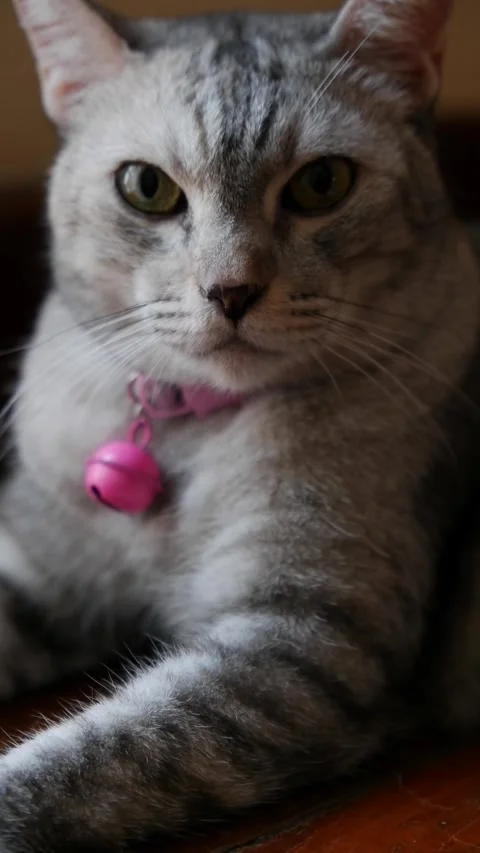 A cute light gray cat anging a pink bell close-up shot footage 스톡 동영상 289439872