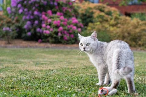 Cute light gray scottish kitten lies peacefully on a green lawn and enjoy Stock Photos