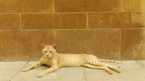 Cute light orange ginger tabby cat resting on stone paved floor brick wall Stock Footage 341683748