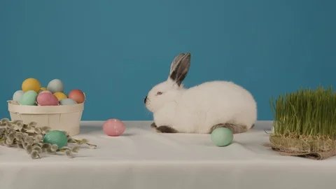 Cute light white bunny rabbit on blue background with eggs on the table 스톡 동영상 127449955