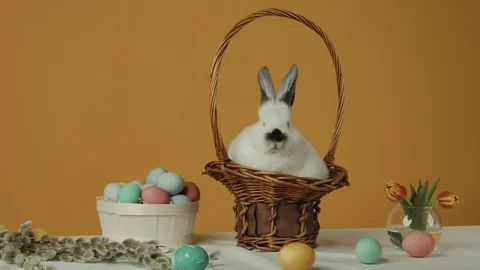 Cute light white bunny rabbit on yellow background with eggs on the table Stock-Footage 129201641