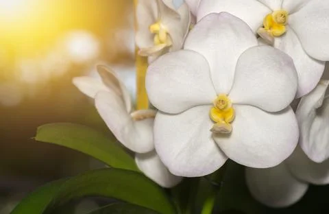 Cute light white vanda flower orchid 写真素材
