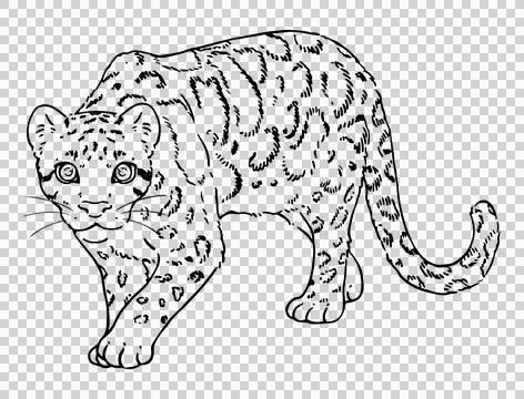 Cute line art illustration of Clouded Leopard Stock Illustration