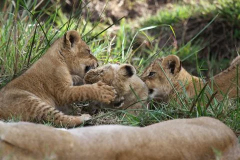 Cute lion cub agrresively attacks and bites his two siblings Stock Photos