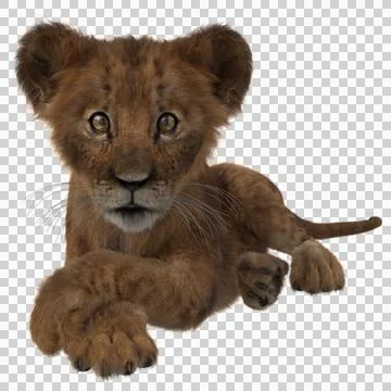 Cute lion cub lying down with paws crossed. Stock Illustration
