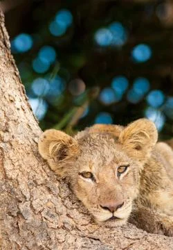 Cute lion cub Stock Photos