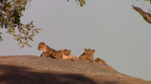 Cute Lion cubs Stock Footage 93989511