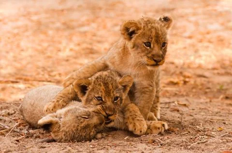 Cute lion cubs Stock Photos