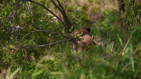 Cute Lion Cubs playing in Kenya grassland Stock-Footage 322086653