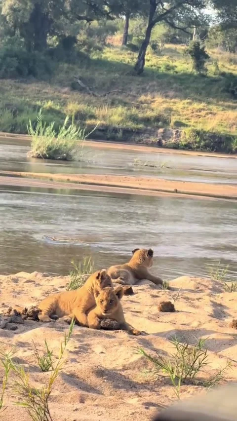 Cute lion cubs playing together on a sandy riverbank in the wild Stock Footage 341732471