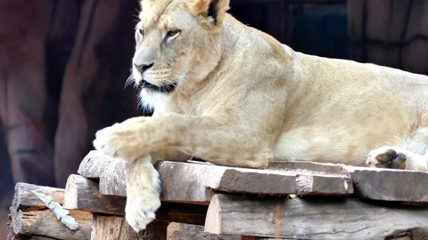 Cute lion in nature Stock Footage 88988607