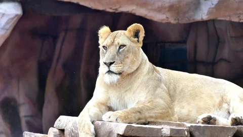 Cute lion in nature Stock Footage 88988795