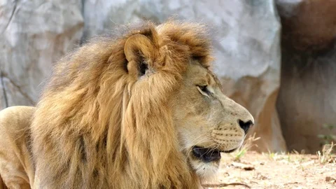 Cute lion in nature Stock Footage 88989143
